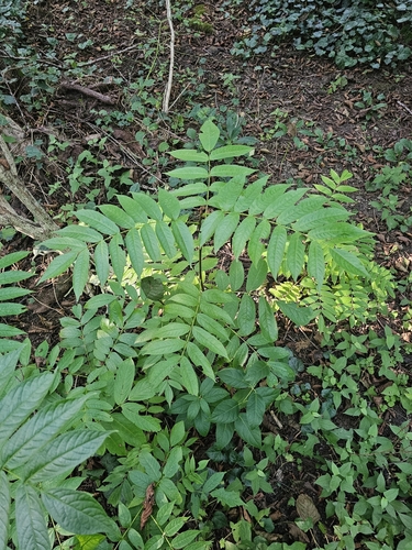 Pterocarya caucasica — photo
