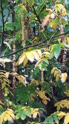 Pterocarya caucasica