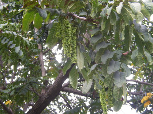 Pterocarya fraxinifolia (Caucasian wingnut) — photo