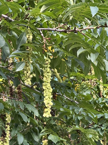 Pterocarya fraxinifolia (Caucasian wingnut) — photo