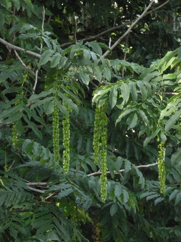 Pterocarya fraxinifolia