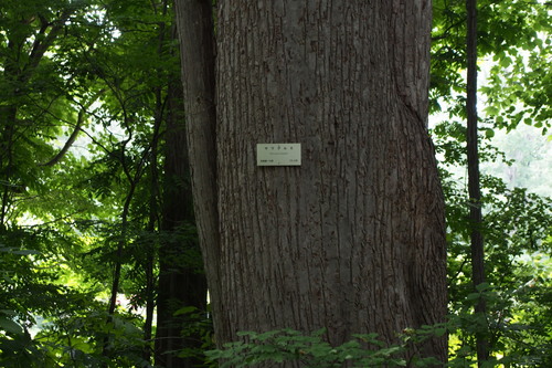 Pterocarya rhoifolia (Japanese wingnut) — photo