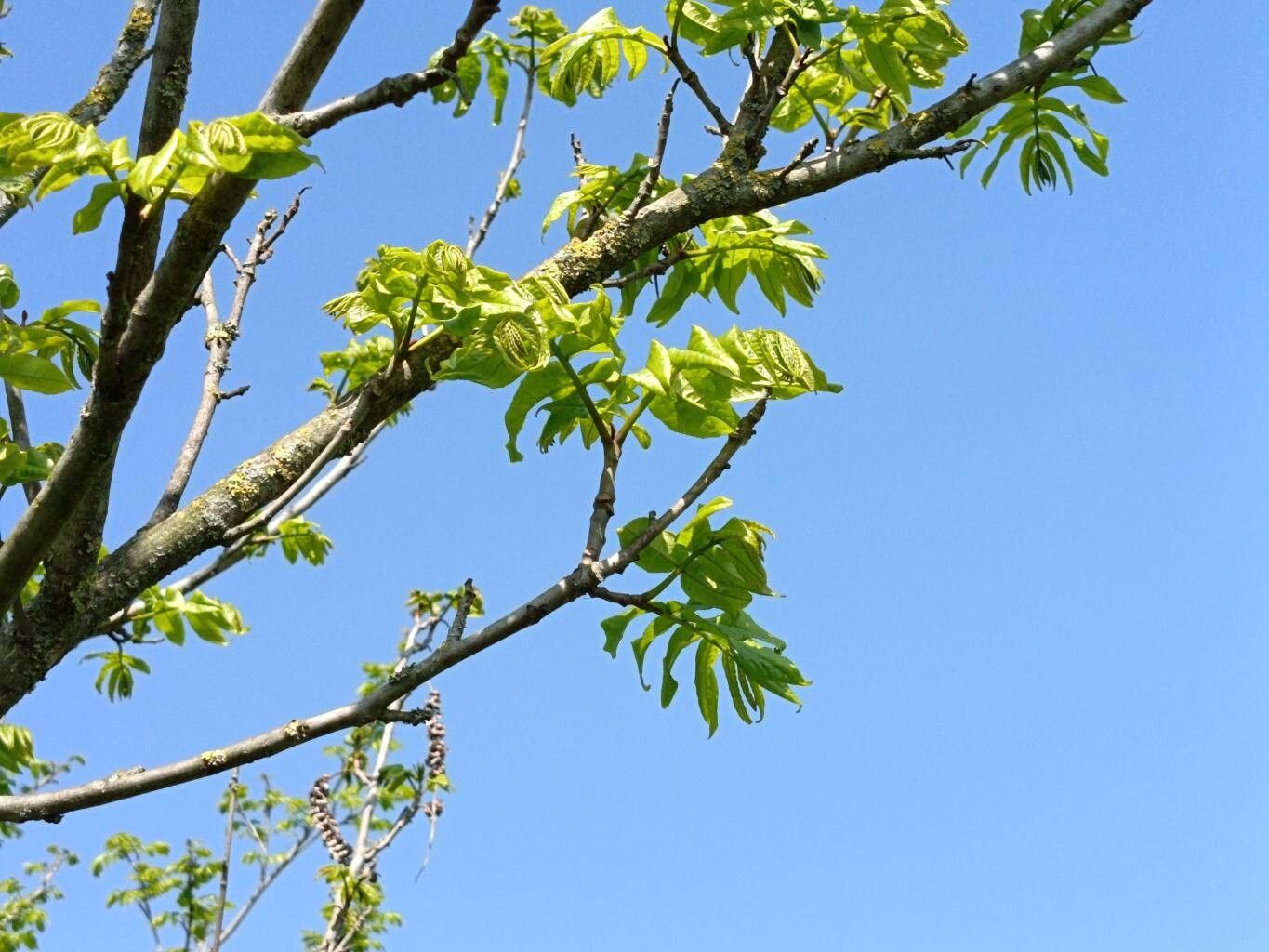 Pterocarya stenocarpa (Wingnut) — photo