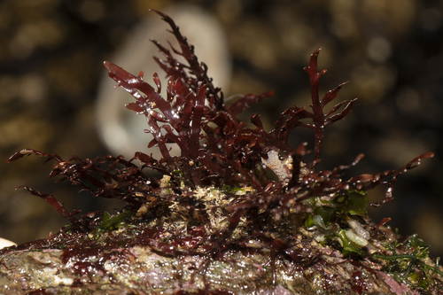 Pterocladia capillacea — photo