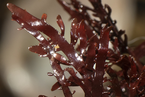 Pterocladia capillacea — photo