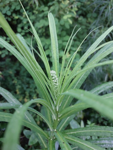 Pterocypsela indica — photo