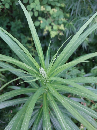 Pterocypsela indica — photo