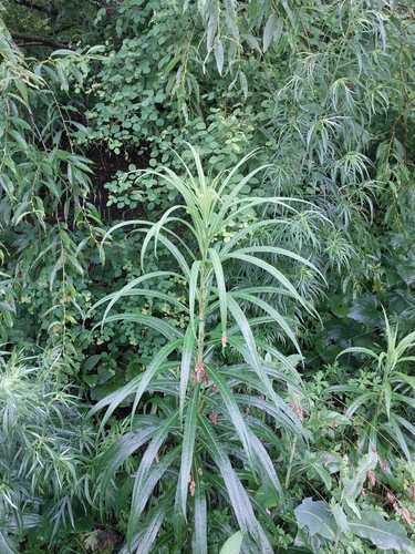 Pterocypsela indica