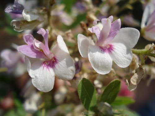 Pterodon emarginatus — photo