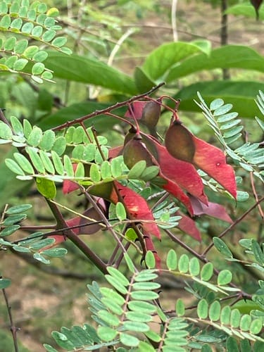 Pterolobium hexapetalum (Indian redwing) — photo