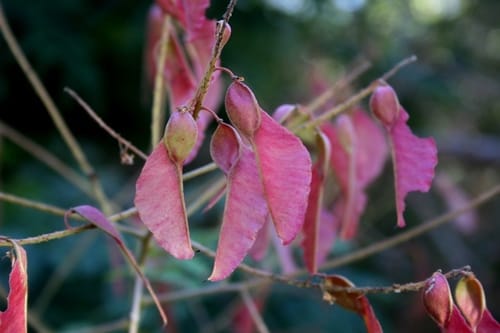 Pterolobium stellatum (Redwing) — photo