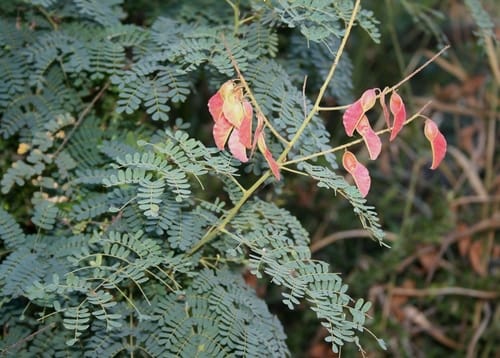 Pterolobium stellatum (Redwing) — photo