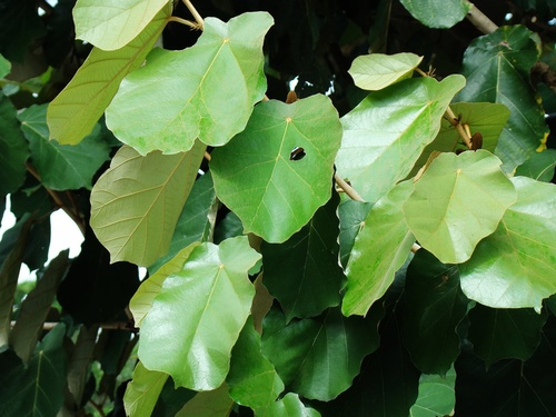Pterospermum acerifolium (Maple-leafed bayur) — photo