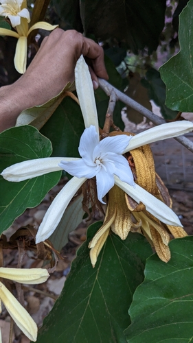 Pterospermum acerifolium (Maple-leafed bayur) — photo