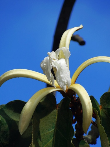 Pterospermum acerifolium