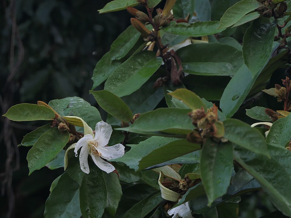 Pterospermum canescens — photo
