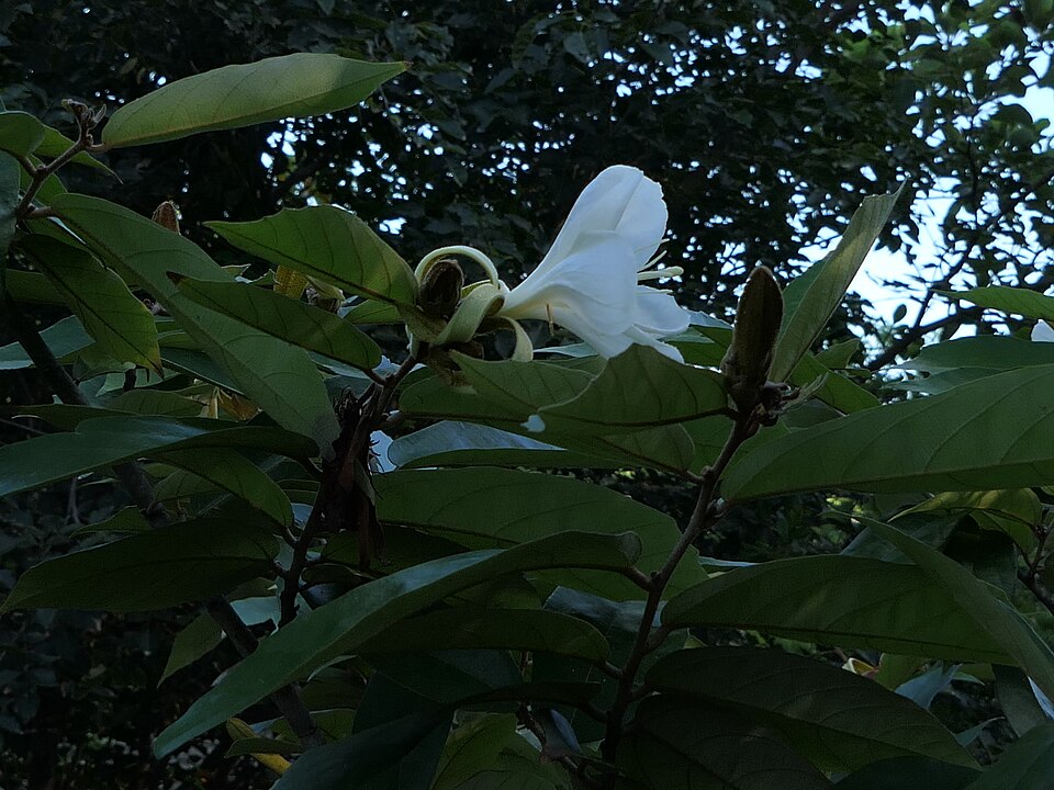 Pterospermum canescens