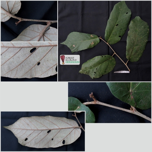 Pterospermum diversifolium