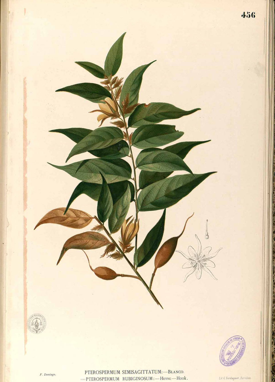 Pterospermum semisagittatum (Laosian nayur tree) — photo