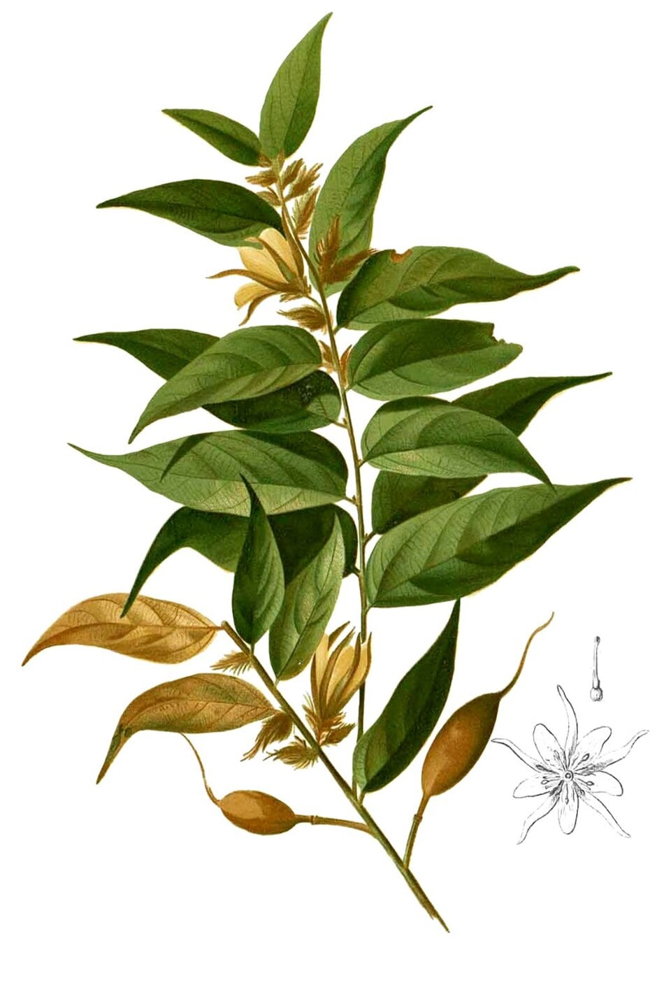 Pterospermum semisagittatum