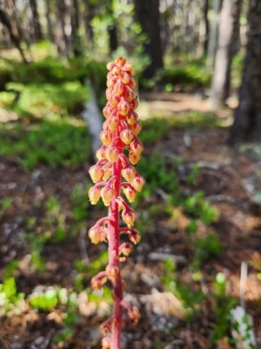 Pterospora andromedea (Woodland pinedrops) — photo