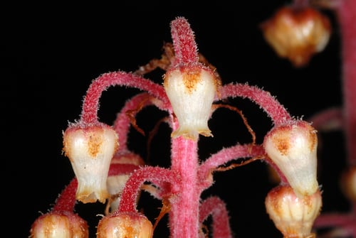 Pterospora andromedea (Woodland pinedrops) — photo