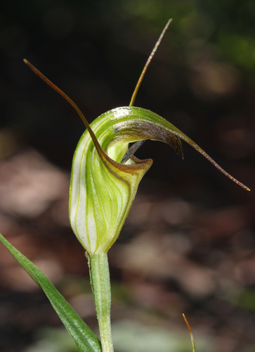 Pterostylis abrupta (Abrupt greenhood) — photo