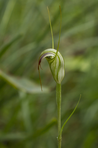 Pterostylis abrupta (Abrupt greenhood) — photo