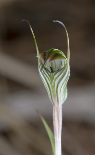 Pterostylis alata — photo