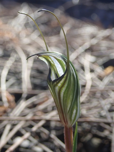 Pterostylis alata — photo