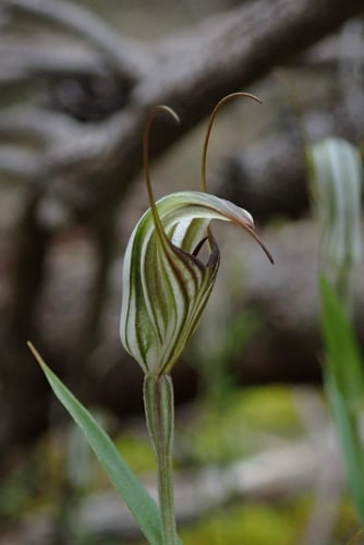 Pterostylis alata