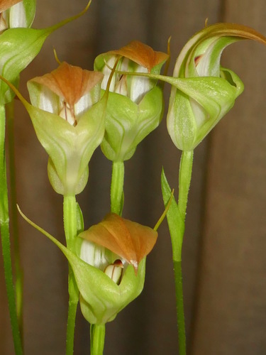 Pterostylis baptistii (King greenhood) — photo