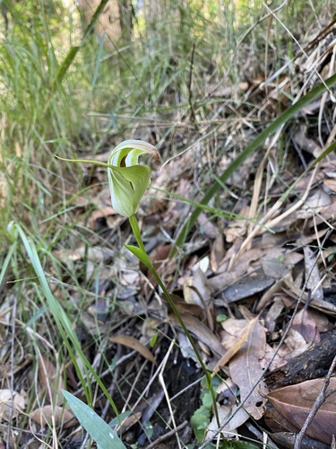 Pterostylis baptistii (King greenhood) — photo