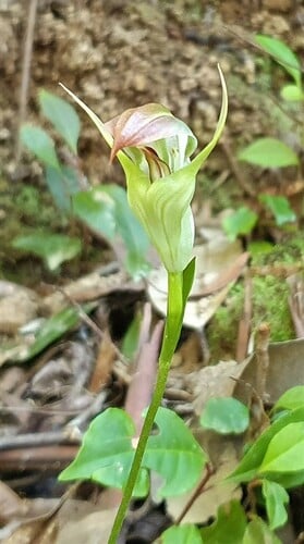 Pterostylis baptistii