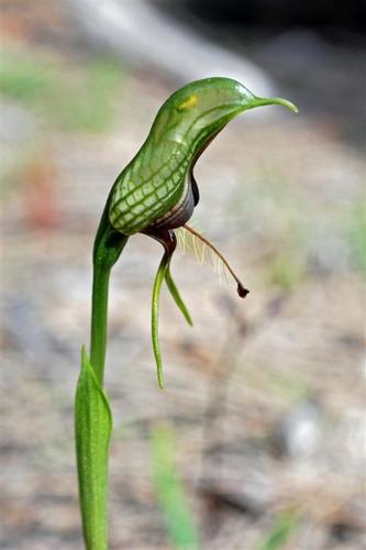 Pterostylis barbata (Bearded greenhood) — photo