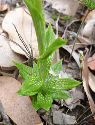 Pterostylis barbata (Bearded greenhood) — photo