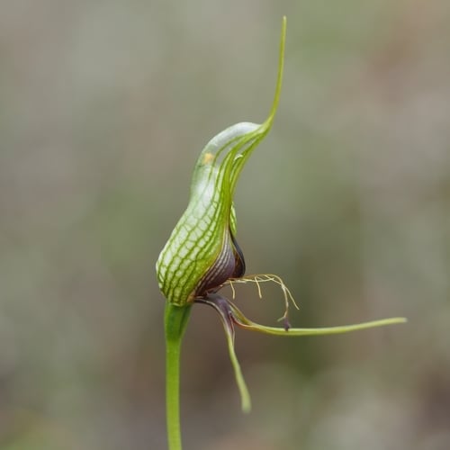 Pterostylis barbata