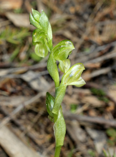 Pterostylis bicolor (Two-colour greenhood) — photo