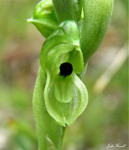 Pterostylis bicolor (Two-colour greenhood) — photo