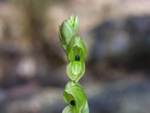 Pterostylis bicolor