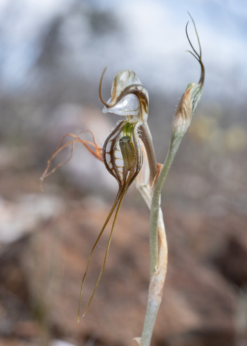 Pterostylis biseta — photo