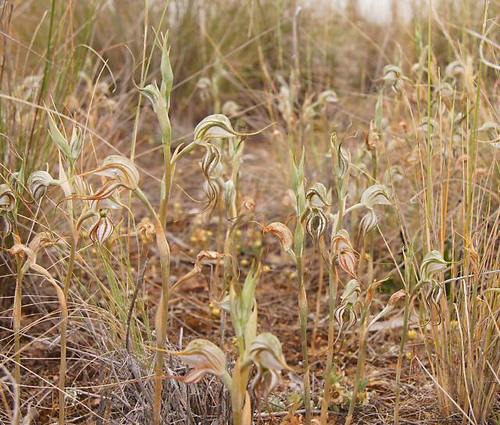 Pterostylis biseta — photo