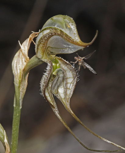 Pterostylis biseta
