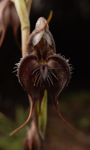 Pterostylis boormanii (Boorman's ruddyhood) — photo