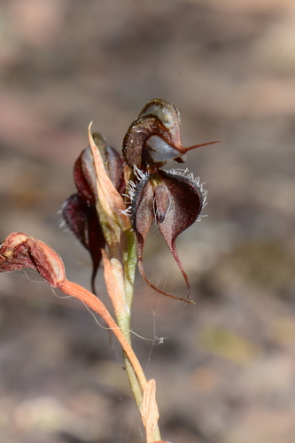 Pterostylis boormanii (Boorman's ruddyhood) — photo