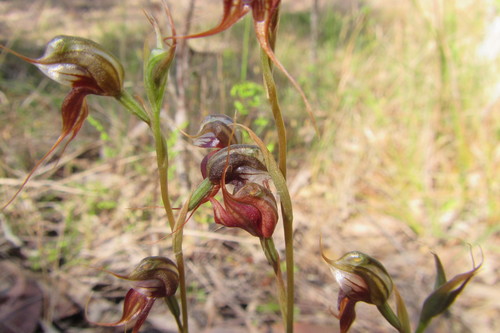 Pterostylis chaetophora (Hair-lip ruddyhood) — photo