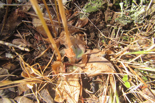 Pterostylis chaetophora (Hair-lip ruddyhood) — photo