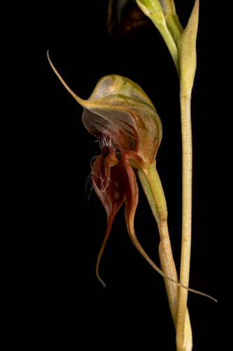 Pterostylis chaetophora