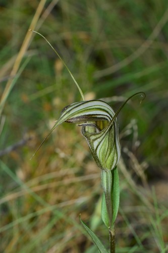Pterostylis coccina (Alpen greenhood) — photo