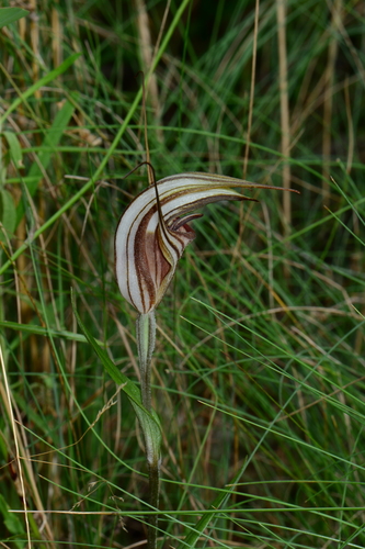 Pterostylis coccina (Alpen greenhood) — photo